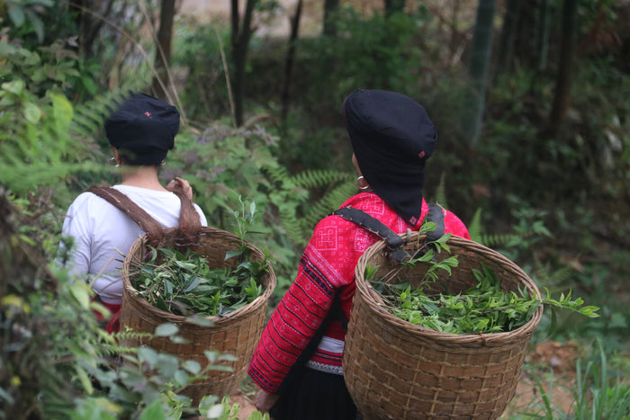 Longsheng Wild Black Tea