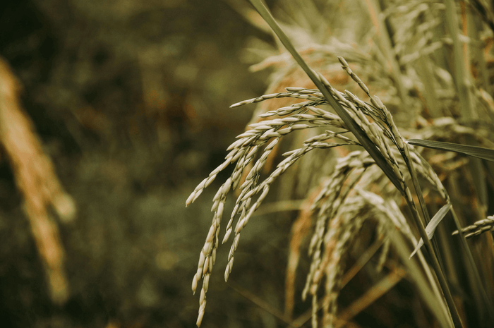 Rice Bran Oil