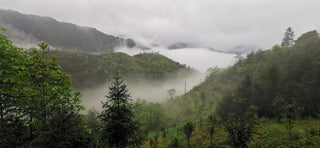 2 Ancient Tea Plantations Preserved