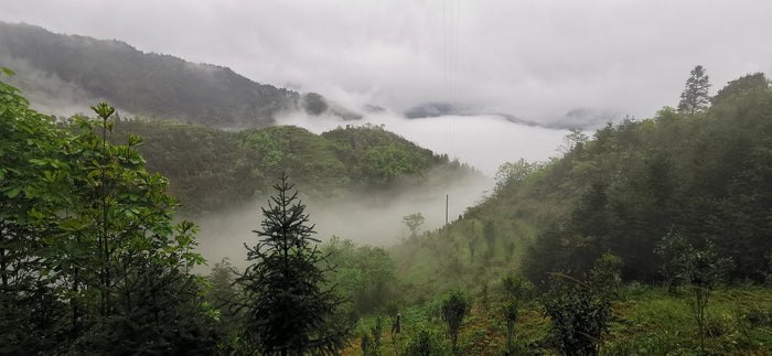 2 Ancient Tea Plantations Preserved