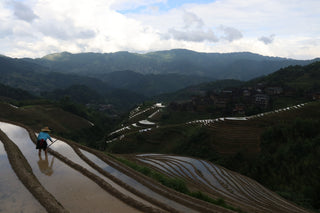 Longsheng's Rice Farmers in the Heart of Planting Season