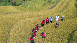 2x increase in BRI: All-Natural Rice Project (20 Red Yao Families)