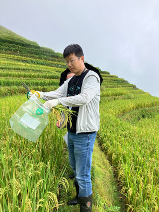 Cultivating Sustainability: A Step Toward Organic Rice and Economic Security