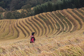 Another Rice Harvest in Longsheng — Five Years of Growing Together