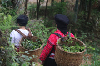 Longsheng Wild Black Tea
