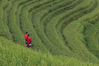 The Relationship Between Carbon Offsetting and Rice Cultivation: How Sustainable Practices Make a Difference