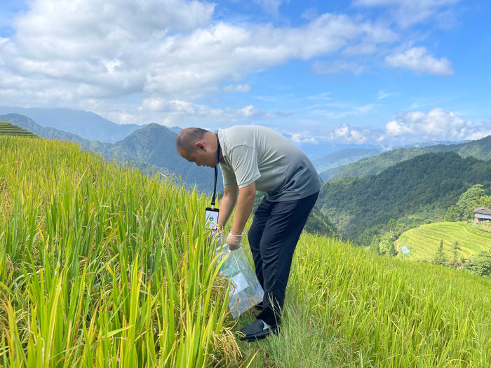 Three Years in the Making: Certified Organic Longsheng Rice