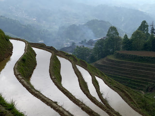 8x Natural Rice Plots Secured - Improving the Longsheng Ecosystem