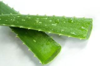 Aloe is good for your scalp and hair. Here's why.