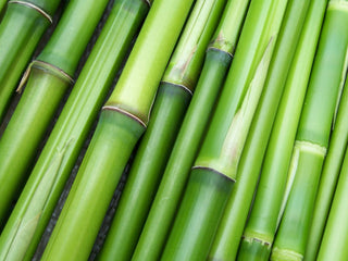 Bamboo has serious benefits for your hair.