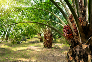 Learn about Viori's new certification: Sustainable Palm Oil (RSPO).