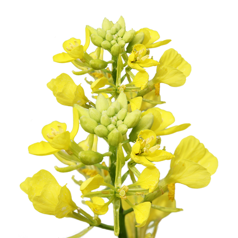 Colza Plant Oil